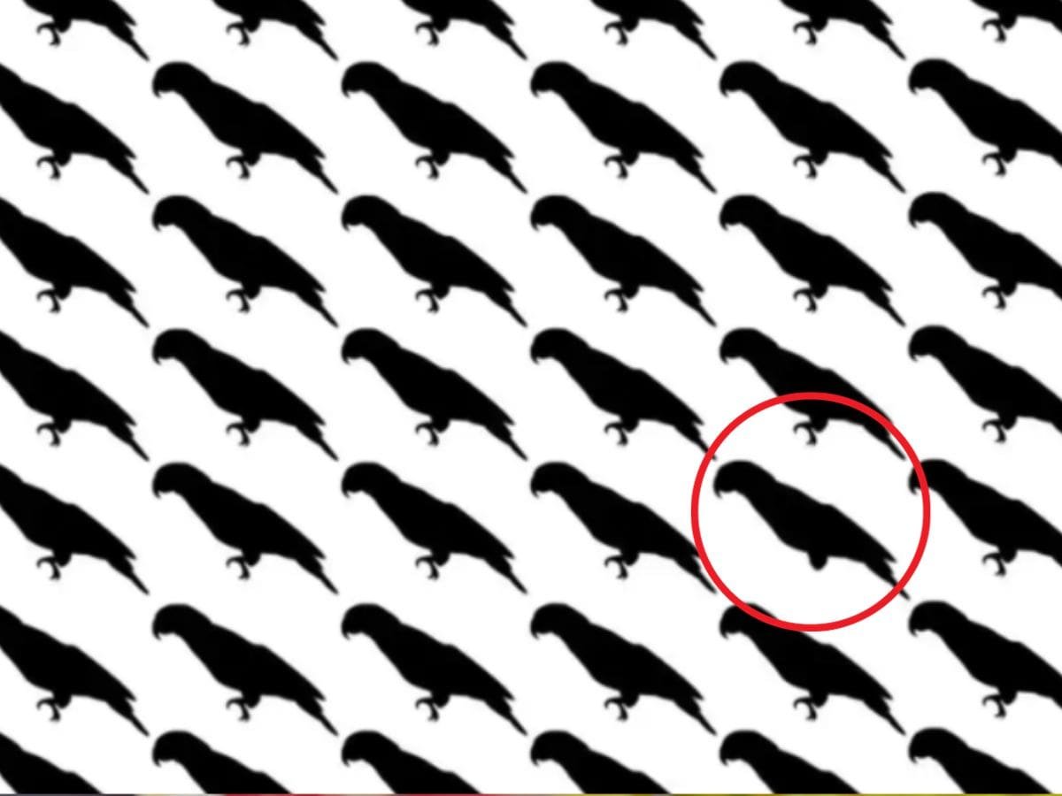 can you spot a parrot without legs, spot a parrot without legs, spot a parrot without legs in this picture, spot a parrot without legs in this picture within 9 seconds, optical illusion challenge
