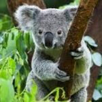 Discovering Wildlife: The Best Zoos in Australia